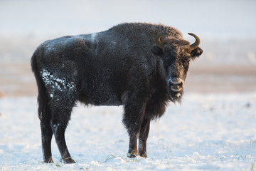 European bison - Bison bonasus in the Knyszyn Forest (Poland)