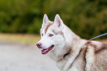 Siberian husky. Alaskan Malamute. Siberian husky dog outdoors. Portrait of Siberian Husky.