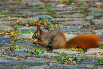 Eichhörnchen (Sciurus vulgaris) mit Walnuss, Berlin, Deutschland