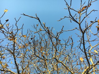 Ast ohne Blätter im Herbst