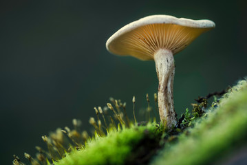 Small mushroom seen from below