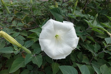 Fototapeta na wymiar Close view of white flower of Datura innoxia