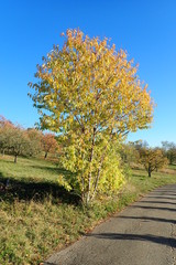 Baum mit Herbstlaub auf der Neckarhalde bei Esslingen (Baden-Württemberg)