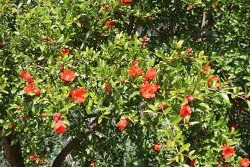 Sicile, site archéologique et jardin botanique de Agrigento