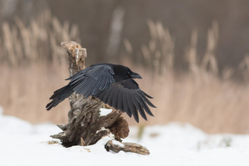 Black raven flying in moonlight.(Corvus corax) Scary, creepy. Halloween