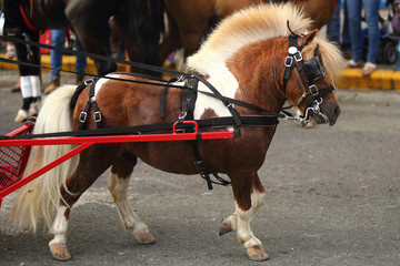 Little pony pulling a cart