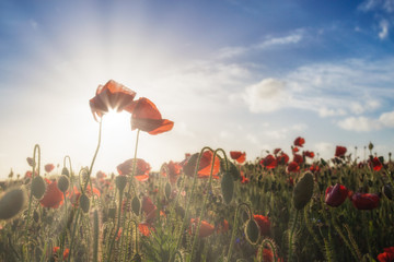 Poppy fields in Cornwall UK with sunlight 