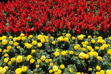 Fototapeta na wymiar Flowerbed - red tropical sage and yellow marigold