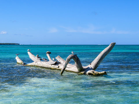 La Romana, Dominican Republic - tree trunk in the turquoise sea with some small seagulls  and a small crub placed in the sun