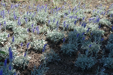 Glade covered with flowering Veronica incana plants