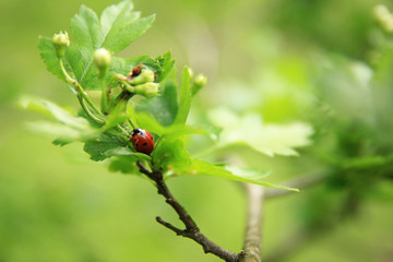 Red ladybug is sitting on the green young leaves of hawthorn on spring sunny day