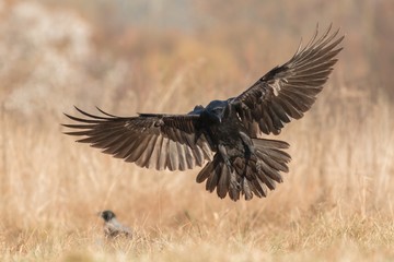 Black raven flying in moonlight.(Corvus corax) Scary, creepy. Halloween