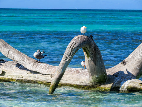 La Romana, Dominican Republic - tree trunk in the turquoise sea with some small seagulls  and a small crub placed in the sun