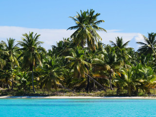 La Romana, Dominican Republic - Beautifull Beach with tropical palms and white sand of a typical tropical island of the caribbean