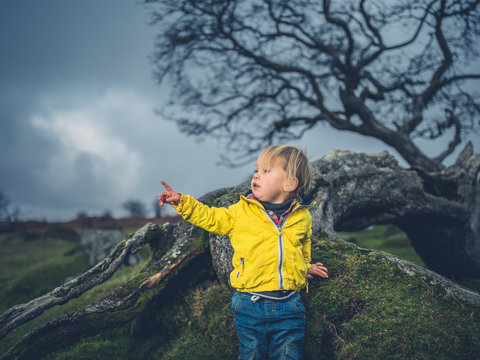Toddler by tree on moor is pointing