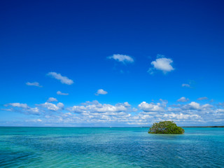 La Romana, Dominican Republic - the turquoise water and the mangroves tree in the sea of the tropical island of Dominican Republic.