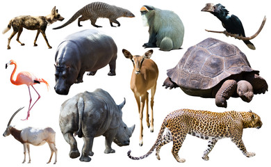 Collage with African mammals and birds