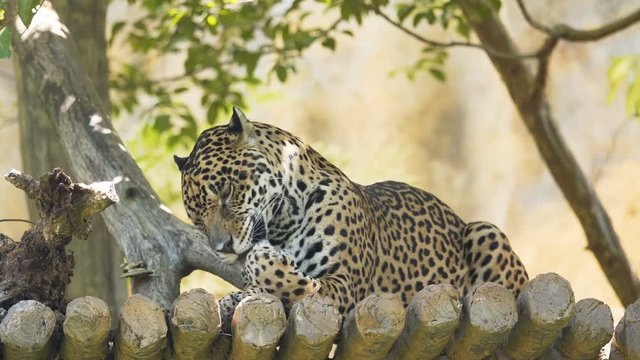 Jaguar resting in the forest.