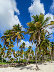 Obraz na płótnie Canvas Palm trees on a tropical beach (Saona Island, Domenican Republic), Beautifull Beach with white sand of a typical tropical island of the caribbean