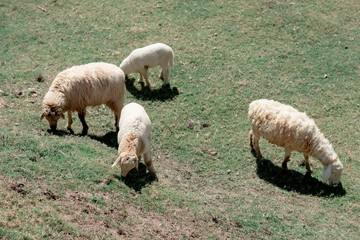 Obraz premium Sheep graze eating grass ,sheep on green field