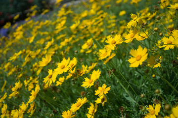 Fototapeta premium Field of flowers