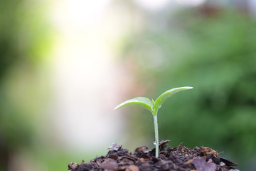 Young green plant growing