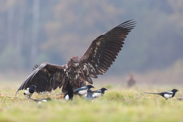 Birds of prey - white-tailed eagle in flight (Haliaeetus albicilla)