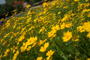 field of yellow dandelions