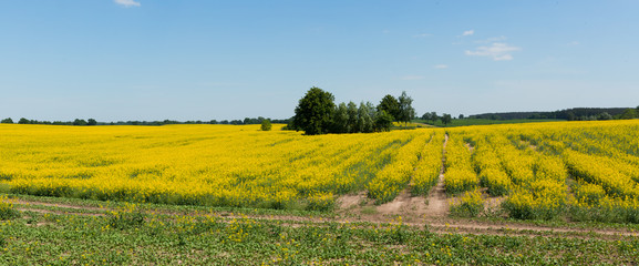 Flowering rape field with in the  landscape  in  Poland