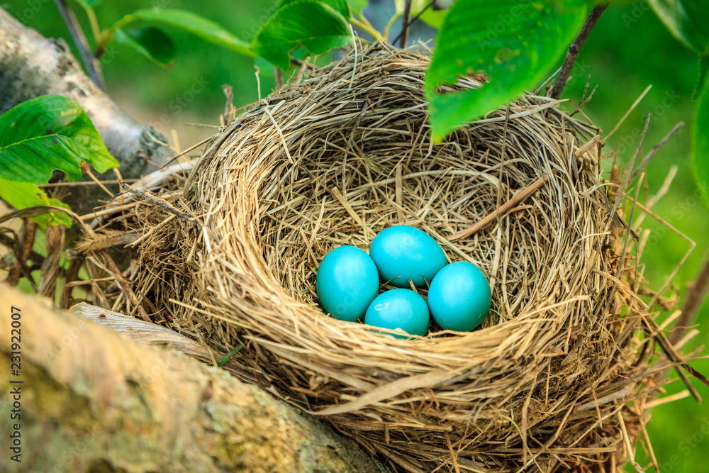 Wall mural Robins eggs