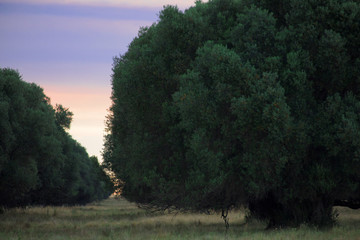 landscape with trees and clouds