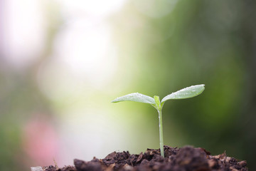 Young green plant growing