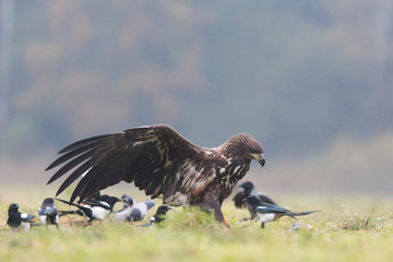 Birds of prey - white-tailed eagle in flight (Haliaeetus albicilla)