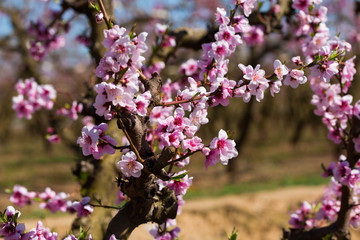 Close-up  blossoming of  peach  trees on a  meadows of Europe