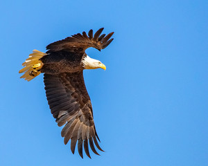 Bald Eagle in Flight
