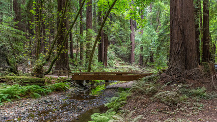Wooden Bridge Over Stream in Redwood Forest
