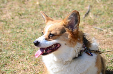 Tri-color Corgi head shot, ears up with a big corgi smile sitting on a leash outdoor.