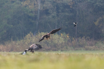 Birds of prey - white-tailed eagle in flight (Haliaeetus albicilla)