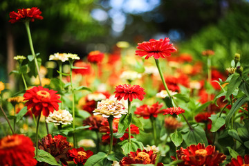 Bunch of red and orange flowers