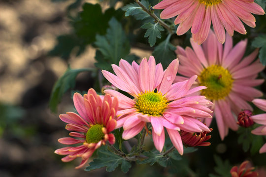 Beautiful pink chrysanthemum as chamomile blooming in the garden, autumn flowers, background