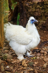 Fluffy White Chicken in the Farmyard