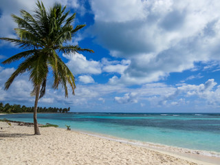 Fototapeta na wymiar Palm trees on a tropical beach (Saona Island, Domenican Republic), Beautifull Beach with white sand of a typical tropical island of the caribbean
