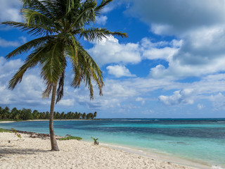 Fototapeta na wymiar Palm trees on a tropical beach (Saona Island, Domenican Republic), Beautifull Beach with white sand of a typical tropical island of the caribbean