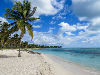 Palm trees on a tropical beach (Saona Island, Domenican Republic), Beautifull Beach with white sand of a typical tropical island of the caribbean