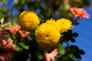 Beautiful yellow and pink chrysanthemum as chamomile blooming in the garden, autumn, background