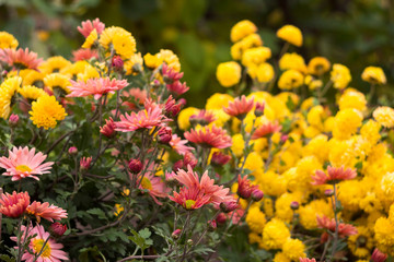 Obraz na płótnie Canvas Beautiful yellow and pink chrysanthemum as chamomile blooming in the garden, autumn, background