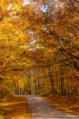 Fototapeta premium jesienna droga