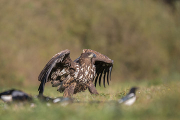 Birds of prey - white-tailed eagle in flight (Haliaeetus albicilla)