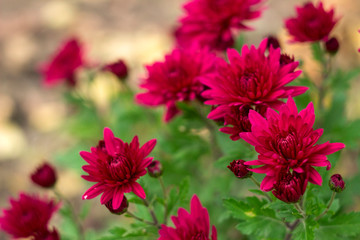 Red chrysanthemums growing in the garden, bright autumn flowers blooms, background
