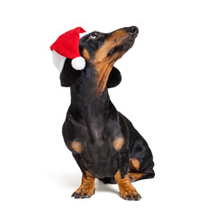Dachshund breed dog, black and tan, wearing in red Christmas  Santa Claus  hat isolated on a white...